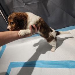 Sable - Red female Dachshund puppy in Americus, Georgia from Daily Sausage Kennels