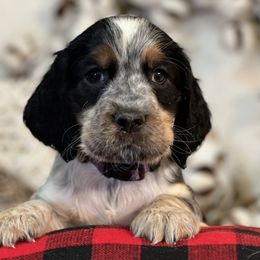English Springer Spaniel Puppies from Cedarhaven Springer Spaniels