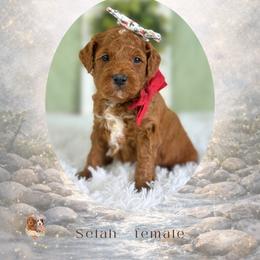 Selah - Red  female Goldendoodle puppy in Canton, Georgia from Teddy Puppies