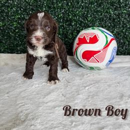 Brown Boy - Brown and white male Bernedoodle puppy in Modesto, California from Two Doods Doodles