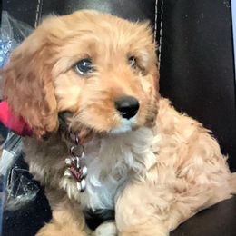 Cavapoo Puppies from Wee-1 Cavapoos