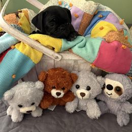 Wren YELLOW COLLAR - Black female Pug puppy in Hesperia, Michigan from Manistee Farms