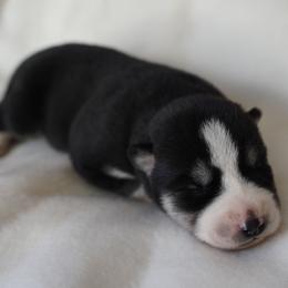 Rhea - Black and white female Siberian Husky puppy in Wiscasset, Maine from Running with Huskies