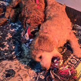 Poodle All Grown Up from Dakliff Standard Poodles