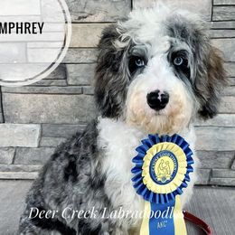 Australian Labradoodle, Cavapoo, and Goldendoodle Puppies from Deer Creek Labradoodles