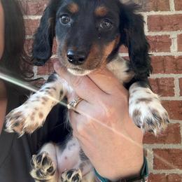 Oreo - Piebald female Dachshund puppy in Smyrna, Tennessee from Sias Select Dachshunds