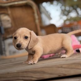 Tilly - Cream female Dachshund puppy in Ben Lomond, Arkansas from Miesha Carver's Bulldogs