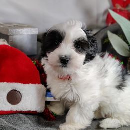 Buster: OFA and CHIC sire - Black and white male Coton de Tulear puppy in Westfield, North Carolina from Legacy Pets