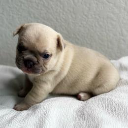 Royal Duke - Blue fawn male French Bulldog puppy in Conroe, Texas from Haynes French Bulldogs