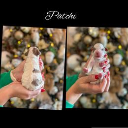 Patchi - Merle male Goldendoodle puppy in Gilbert, Arizona from Sunny Doodles