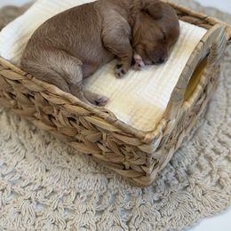 Ivy - White and tan female Morkie puppy in Mesa, Arizona from Floralie Doodles