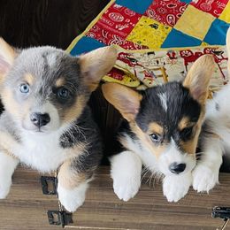 American Corgis and Pembroke Welsh Corgis from Running M Sunrise Ranch