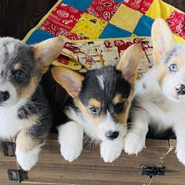 American Corgis and Pembroke Welsh Corgis from Running M Sunrise Ranch
