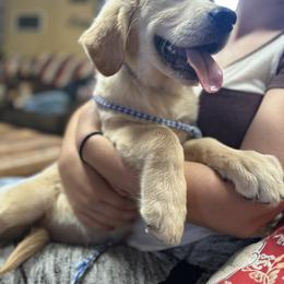 Golden Retriever and Labrador Retriever Puppies from Storm Chasers Retrievers