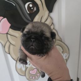 Boy 1 - Fawn male Pug puppy in Keysville, Georgia from Rollee Pollee Pugs