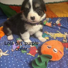 Lola - White and black female Pembroke Welsh Corgi puppy in Granville, New York from Windy Mountain Kennels