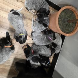 Bluetick Coonhound Puppies from Candra Bessent