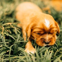 Cavalier King Charles Spaniel Puppies from Cavi Cutie Collective