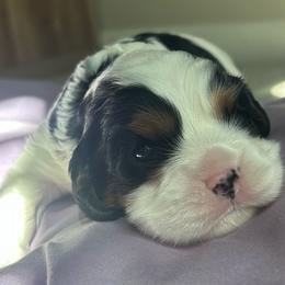 Charlie - Tri-color male Cavalier King Charles Spaniel puppy in Gallatin, Tennessee from Kids and Canines