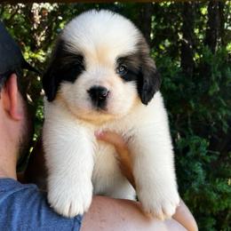 Pink Collar - Brown and white female Saint Bernard puppy in New York from Johnson Farms