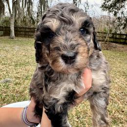 Scallywag - Merle male Goldendoodle puppy in Ocala, Florida from The Treasured Puppies Department
