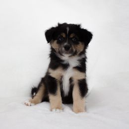 Miniature Australian Shepherd Puppies from The Kelley Crew
