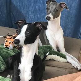 Italian Greyhound All Grown Up from Quality Italian Greyhounds