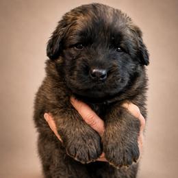 Girl 6382 - Reddish brown female Leonberger puppy in Brandywine, Maryland from QVR Labradors and Leonbergers