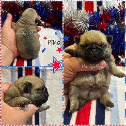 Pika - Fawn male Pug puppy in Summerville, Georgia from Pearly’s Pugs & Pollywog Poodles