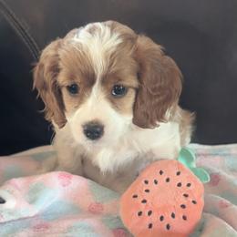 Luna - Blenheim female Cavapoo puppy in Newport, North Carolina from Crystal Coast Cavapoodles