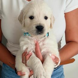 Rex - Light golden male Golden Retriever puppy in Rancho Cucamonga, California from Robinson Retrievers