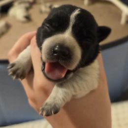 Girl 6 - female Australian Cattle Dog puppy in North Las Vegas, Nevada from Wild Sage Cattle Dogs