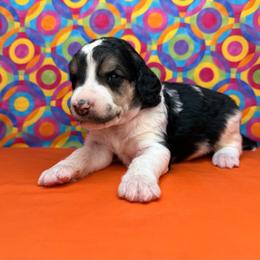 Orange - Black male Poodle puppy in Houma, Louisiana from Smart Azz Poodles