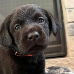 Labrador Retrievers from Frye Farms