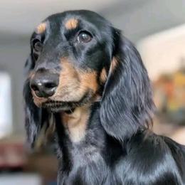 Whiskey - Dachshund