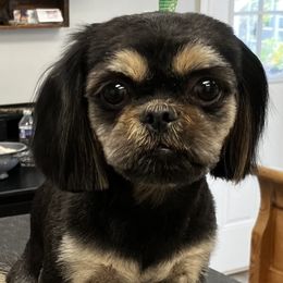 Gandalf - Shih Tzu