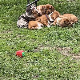 Dachshund Puppies from Witchy Woman’s Wiener’s
