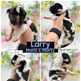 Larry - Harlequin male Great Dane puppy in Sac City, Iowa from Northern Great Danes of Colorado & Iowa