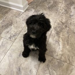 Saint Berdoodle Puppies from Big Paw Kennels