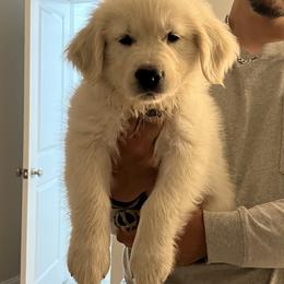 Golden Retriever Puppies from Wise-Taylor Goldens