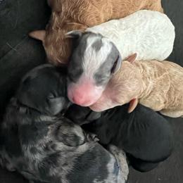 Girl 1 - Red  female Goldendoodle puppy in Cocoa, Florida from The Coastal Homestead