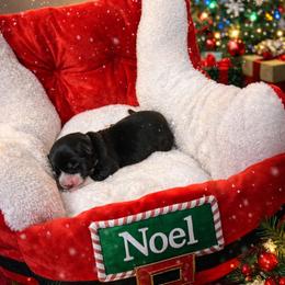 Noel - Black and white female American Corgi puppy in Temple, Texas from Silver Moon Cardigan and American Corgis