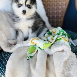 Boy 1 - Black and white male Pomsky puppy in Yavapai County, Arizona from Pawsh Pomskies