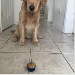 French Bulldog, Goldendoodle, and Golden Retriever Puppies from Crystal Coast Kennels, LLC