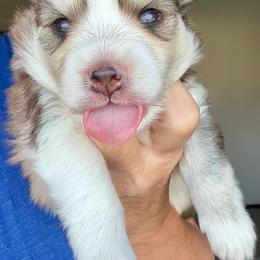 Benny - Tri-color male Pomsky puppy in Spokane Valley, Washington from Northern Blue Pomskies