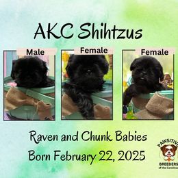 Pixie Duat - Black Shih Tzu puppy in North Carolina from PAWSitive Breeders of the Carolinas