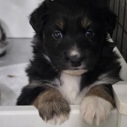 MINNIE Black tri (with tail) - Black tri-color female Australian Shepherd puppy in Rainsville, Alabama from Chaparro Farm Aussies