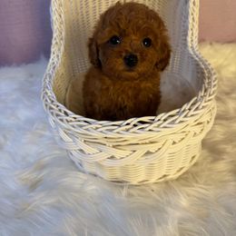 Sakura(AKC) - Red  female Poodle puppy in Moreno Valley, California from Yanni's Poodle