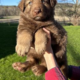 German Shepherd Puppies from Scenic City Shepherds