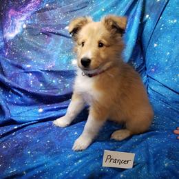 Prancer - Sable and white male Shetland Sheepdog puppy in Moore Haven, Florida from Sheri Harris's Shetland Sheepdogs